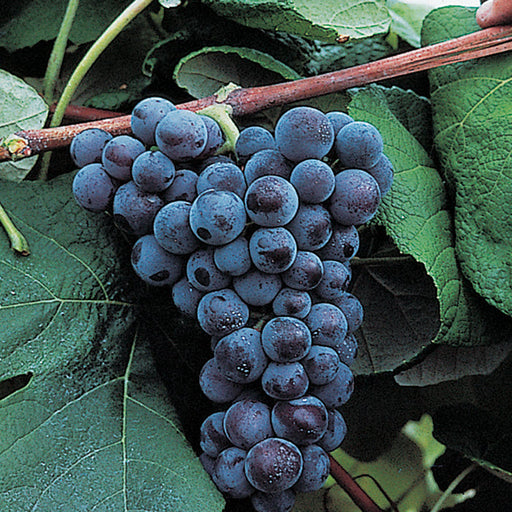 Fresh cluster of dark purple grapes with dew drops on a vine, surrounded by vibrant green leaves. Ripe fruit.