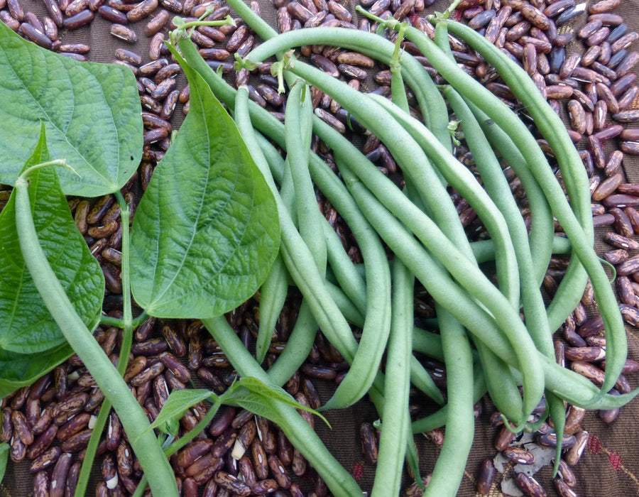 Fresh green beans, vibrant leaves, and dried pinto beans. Healthy raw produce harvest.