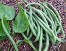 Fresh green beans, vibrant leaves, and dried pinto beans. Healthy raw produce harvest.