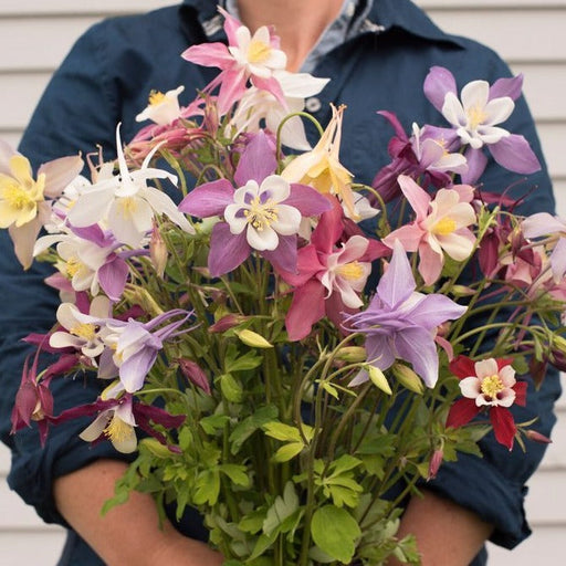 Vibrant mixed Columbine (Aquilegia) flower bouquet held by a person.