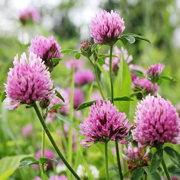 Purple-pink red clover flowers with green stems and leaves blooming in a natural meadow. Wildflower, pollinator plant.