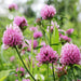 Purple-pink red clover flowers with green stems and leaves blooming in a natural meadow. Wildflower, pollinator plant.