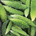Pile of fresh green bitter gourds (karela) with bumpy skin. Healthy, culinary Asian vegetable.