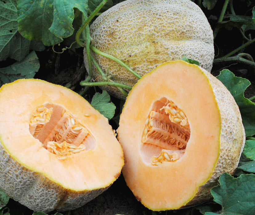 Fresh cantaloupe halves with orange flesh and seeds, alongside a whole melon on green vines.