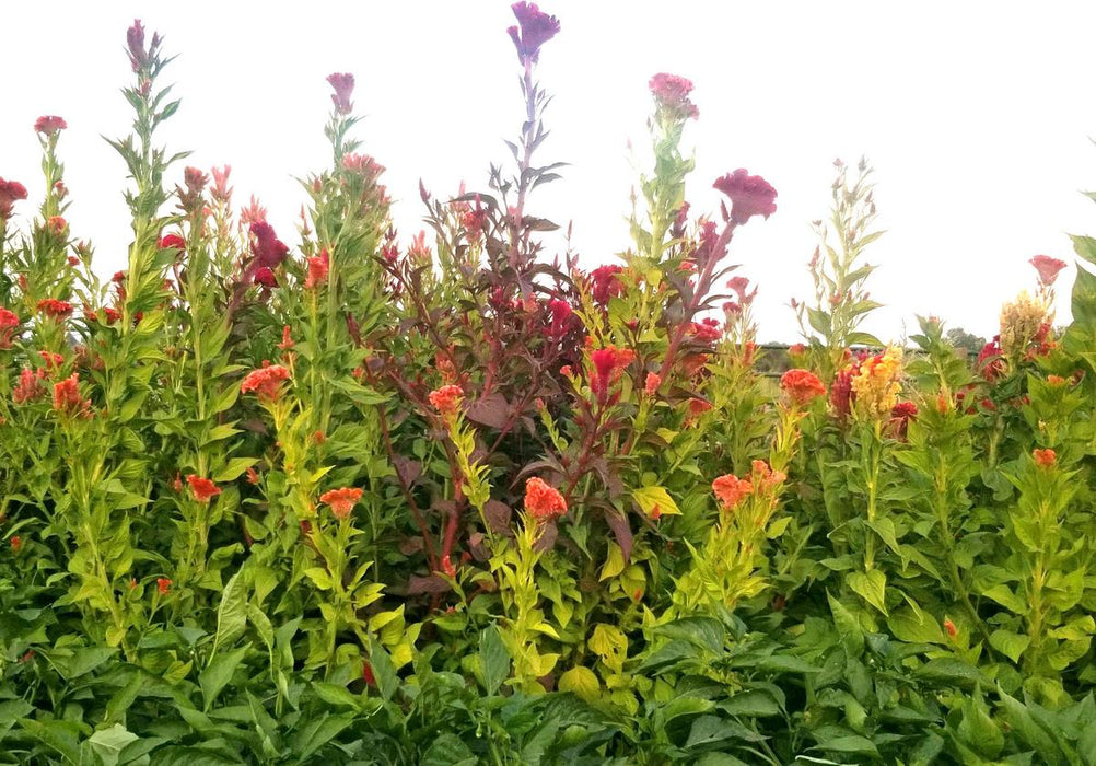 Vibrant field of red, orange, and yellow Celosia flowers with lush green foliage under a bright sky.