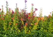 Vibrant field of red, orange, and yellow Celosia flowers with lush green foliage under a bright sky.