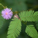 Vibrant purple Mimosa Pudica 'Touch-Me-Not' flower with delicate feathery green leaves.