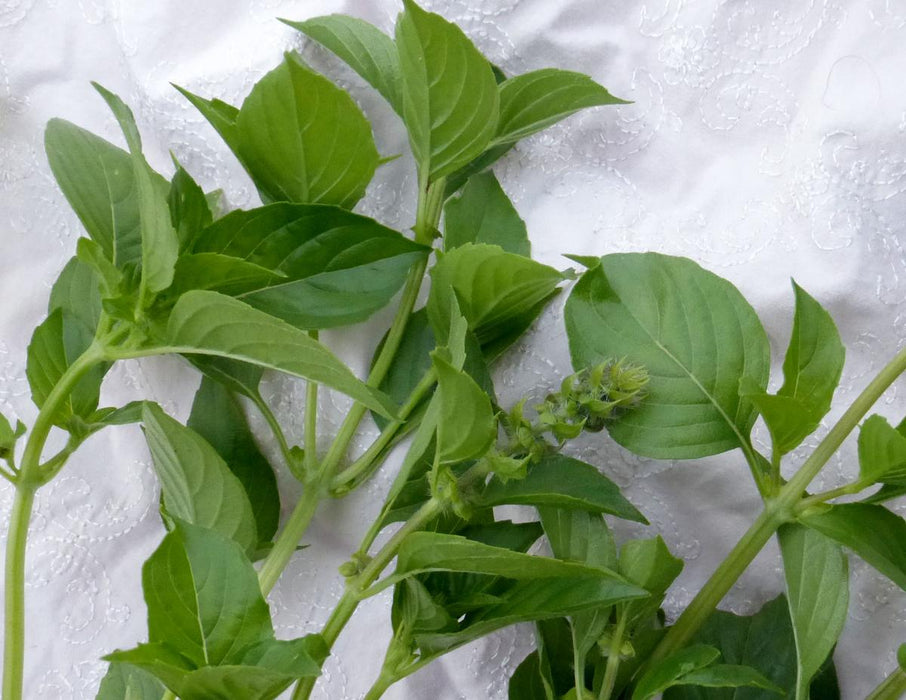 Vibrant green basil leaves and stems, some with flower buds, on white. Fresh herb for cooking & recipes.