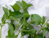Fresh green basil sprigs with pointed leaves and developing flower buds on a white textured background.