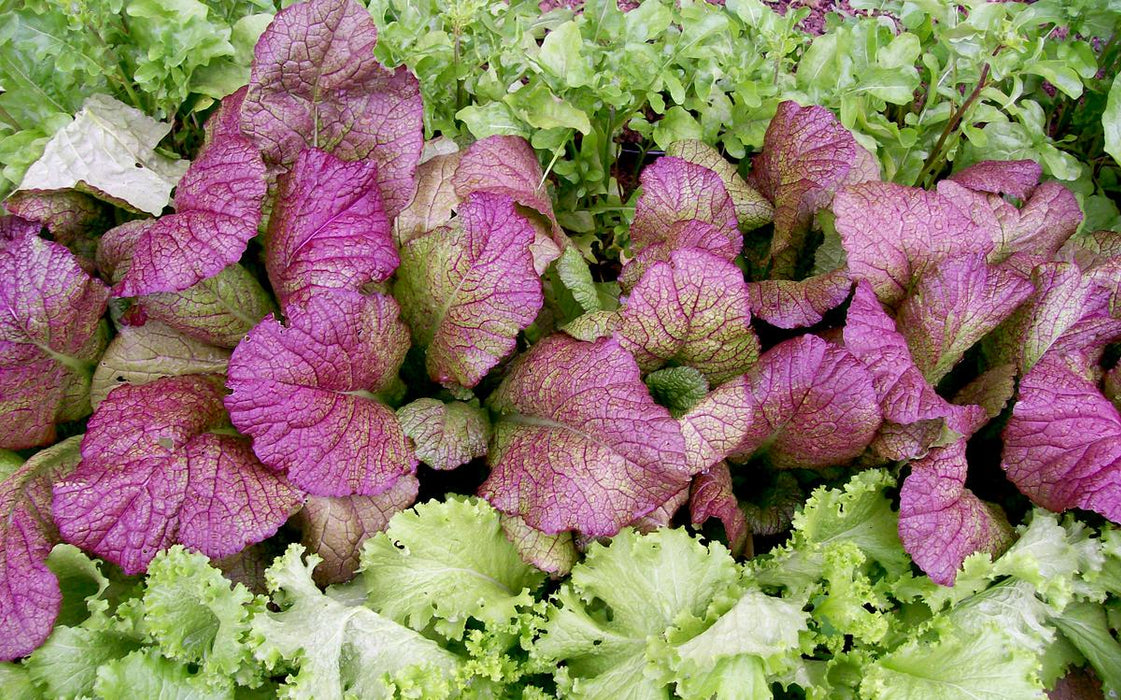 Vibrant 'Red Giant' purple mustard greens and light green lettuce growing fresh in a healthy garden.