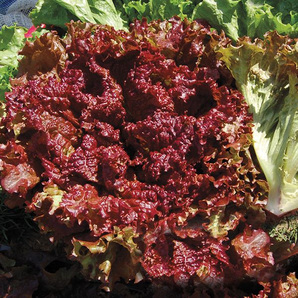 Fresh, vibrant red loose-leaf lettuce. Healthy garden greens for salads, with lighter green lettuce behind.