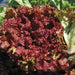 Fresh, vibrant red loose-leaf lettuce. Healthy garden greens for salads, with lighter green lettuce behind.
