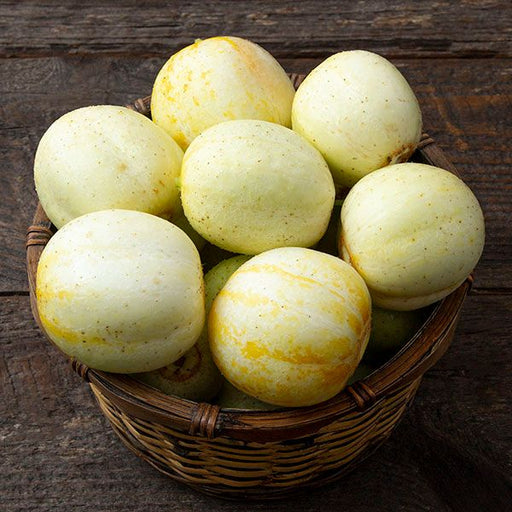 Round, pale yellow and white cucumbers fill a wicker basket on a dark wooden table. Fresh garden harvest.
