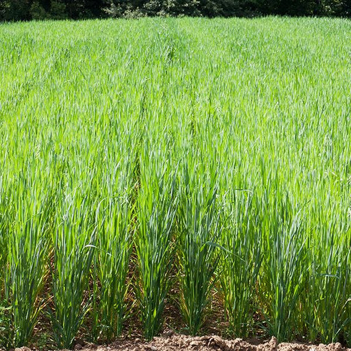 Vibrant green field of young cereal crops growing in neat rows. Healthy farm agriculture landscape.