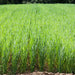 Vibrant green field of young cereal crops growing in neat rows. Healthy farm agriculture landscape.