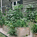 Wide Pillar Obelisk Trellis Kit