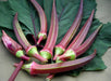 Fresh red burgundy okra pods with green caps, one immature pod, on dark green leaves. Organic garden vegetables.