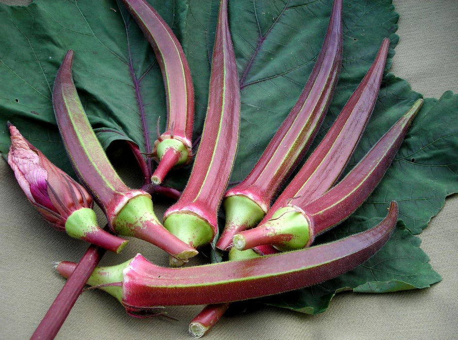 Fresh red burgundy okra pods with green caps, one immature pod, on dark green leaves. Organic garden vegetables.