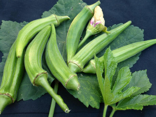Fresh green okra pods, okra leaves, and a pale yellow flower bud. Healthy garden vegetable harvest.