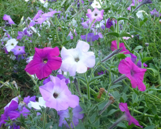 Vibrant purple, magenta, and white petunia flowers blooming in a lush green garden.