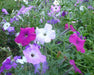 Vibrant purple, magenta, and white petunia flowers blooming in a lush green garden.