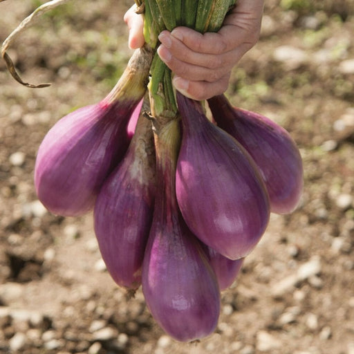 Hand holding freshly harvested purple red onions with green stalks. Vibrant farm-fresh vegetables.