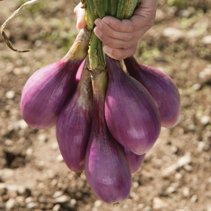 Hand holding freshly harvested purple red onions with green stalks. Vibrant farm-fresh vegetables.