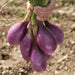 Hand holding freshly harvested purple red onions with green stalks. Vibrant farm-fresh vegetables.