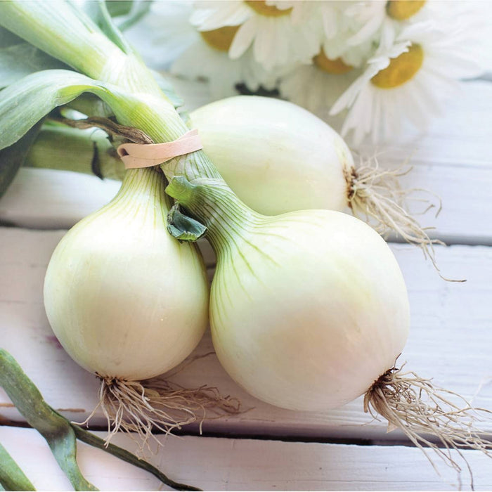 Fresh white onions with green tops and roots on a white wooden table, blurred daisies.