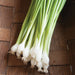 Fresh green onions (scallions) with white bulbs and roots on a dark wooden surface. Healthy vegetables.