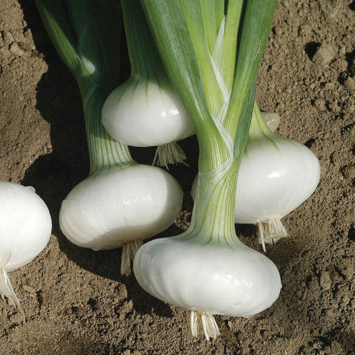 Freshly harvested white onions with green tops and roots on rich garden soil.