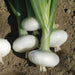 Freshly harvested white onions with green tops and roots on rich garden soil.