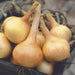 Freshly harvested golden yellow onions with long dried stems and roots in a dark wooden crate. Homegrown produce.