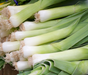 Fresh leeks, vibrant green leaves and white bases, healthy vegetable produce.