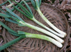 Freshly harvested green onions on a woven basket. Crisp scallions with white bulbs and green tops, culinary ingredient.