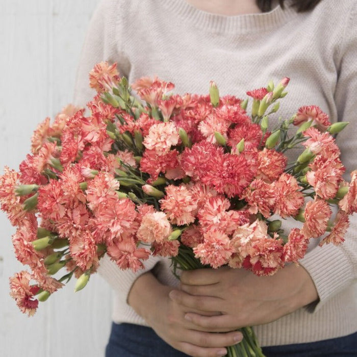 Hand holding vibrant coral peach variegated carnation bouquet. Fresh cut flowers for floral arrangements.