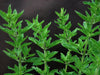 Vibrant green plant stems with small leaves, textured. Fresh, healthy herb foliage.