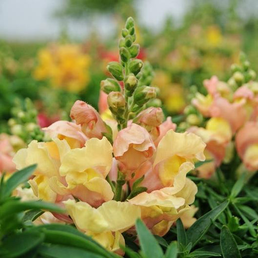 Vibrant peach and yellow snapdragon flowers with green buds blooming in a lush garden.