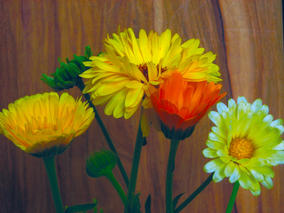 Bright yellow, orange, & pale calendula flowers with green buds. Colorful garden blooms on a warm wood background.