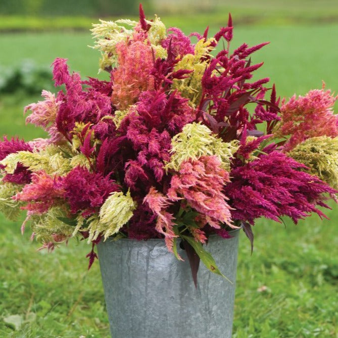 Vibrant bouquet of pink, magenta, and chartreuse Celosia flowers in a galvanized bucket on green grass.