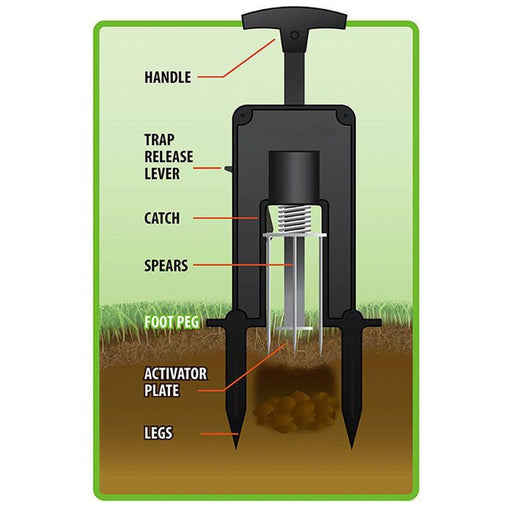 Cutaway diagram of a mole spear trap in soil with labeled parts: handle, spears, activator plate, and release lever for pest control.