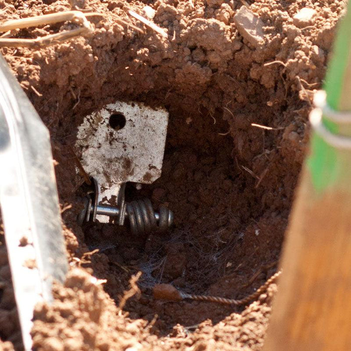 Buried metal spring trap mechanism in dry soil, with cobwebs. Effective pest control.