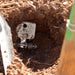 Buried metal spring trap mechanism in dry soil, with cobwebs. Effective pest control.