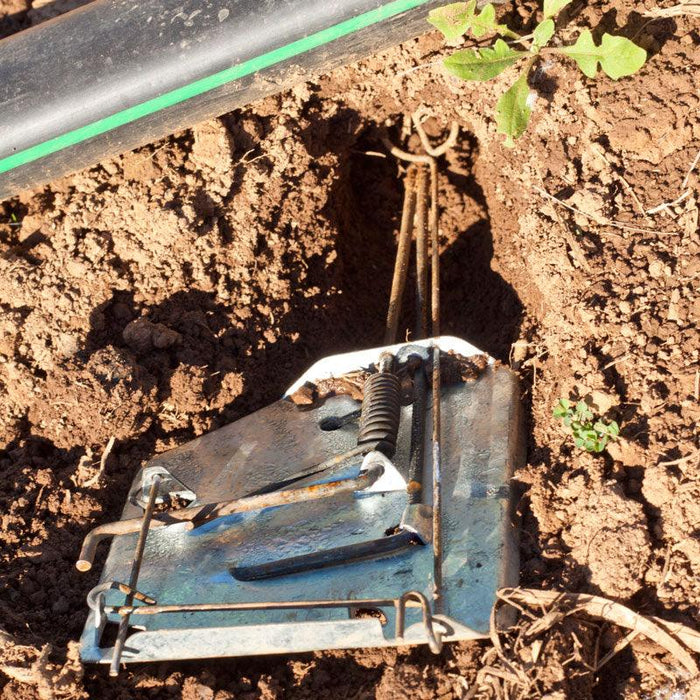 Active mole trap in garden soil by an irrigation pipe. Effective pest control solution for unwanted rodents.