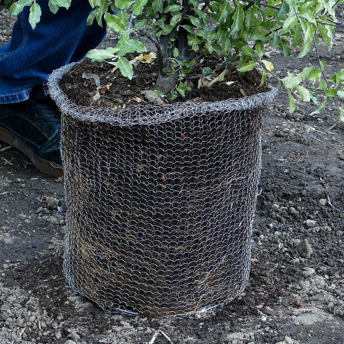 Tree root ball in wire mesh basket for gopher and vole protection. Ready for planting.