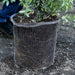 Tree root ball in wire mesh basket for gopher and vole protection. Ready for planting.