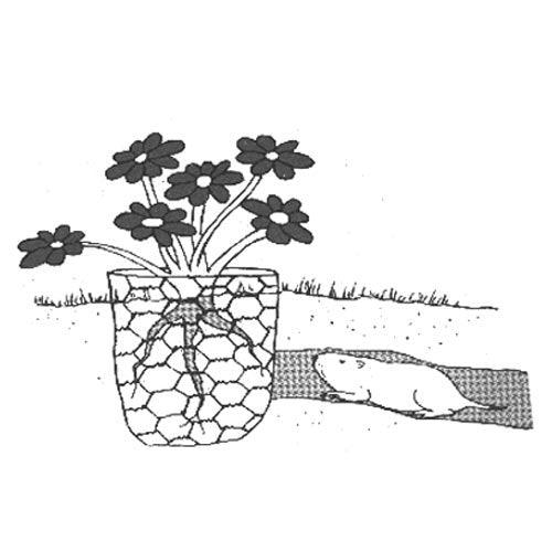 Flowering plant roots protected by a wire mesh gopher basket from a nearby burrowing gopher. Garden pest control.
