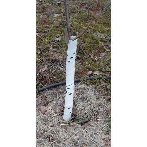 White spiral tree guard on young sapling trunk. Perforated plastic tree wrap for deer, rodent, and sun protection.