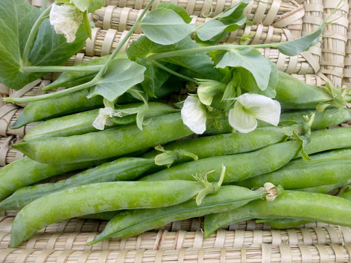 Freshly harvested green pea pods with white flowers and leaves, resting on a natural woven basket.
