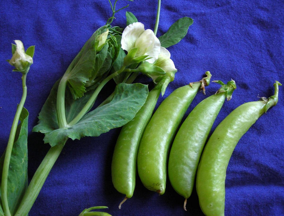 Fresh green pea pods, white pea flowers, and vibrant leaves from a pea plant on a blue cloth.